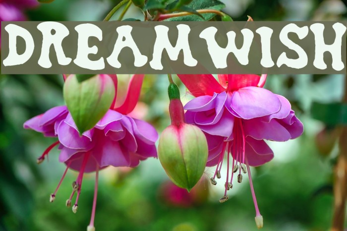 Dreamwish Example 1