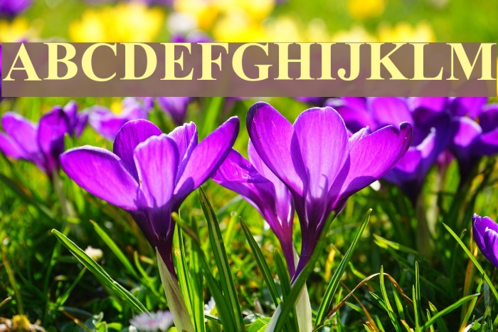 Dresden Font examples