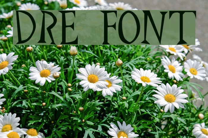 Drew Font examples