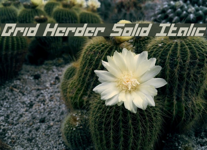 Drid Herder Solid Italic Font examples