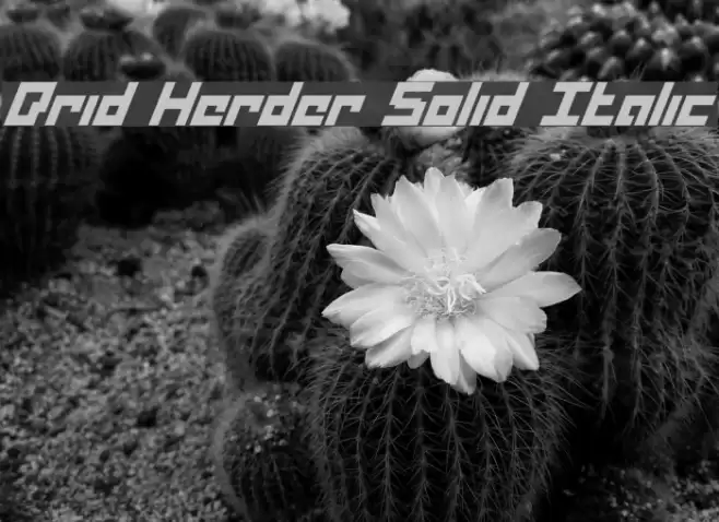 Drid Herder Solid Italic Polices examples