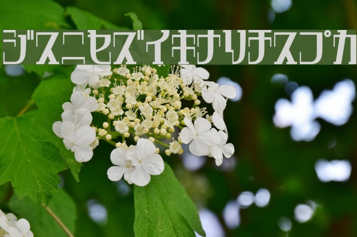 DripRegularKt Example 2