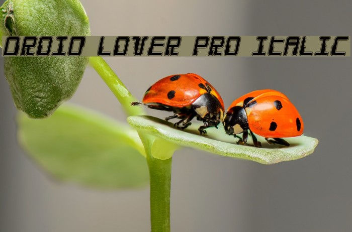 Droid Lover Pro Italic Font examples