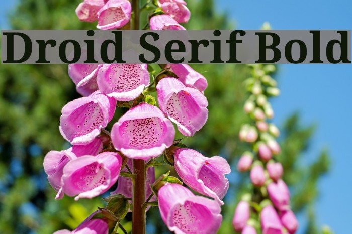 Droid Serif Bold Font examples