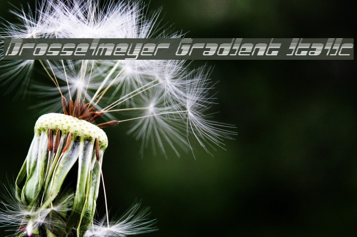 Drosselmeyer Gradient Italic Font examples