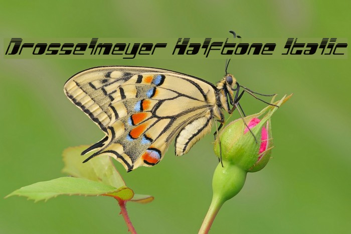 Drosselmeyer Halftone Italic Example 2
