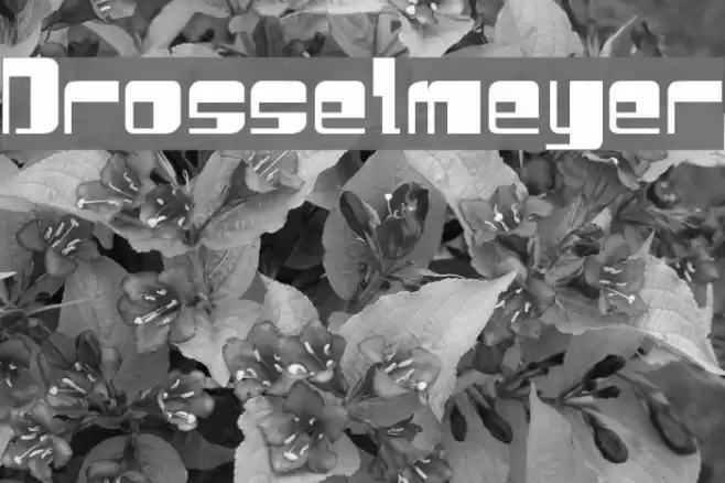 Drosselmeyer Font examples