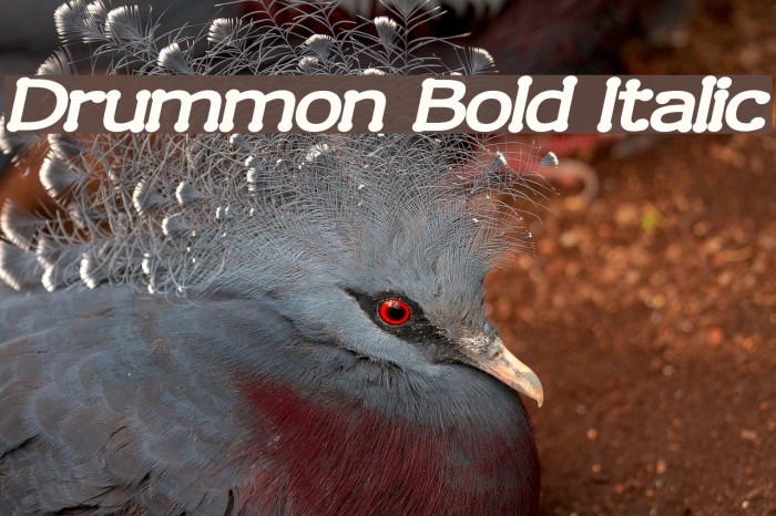 Drummon Bold Italic Font examples