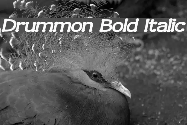 Drummon Bold Italic Schriftart examples