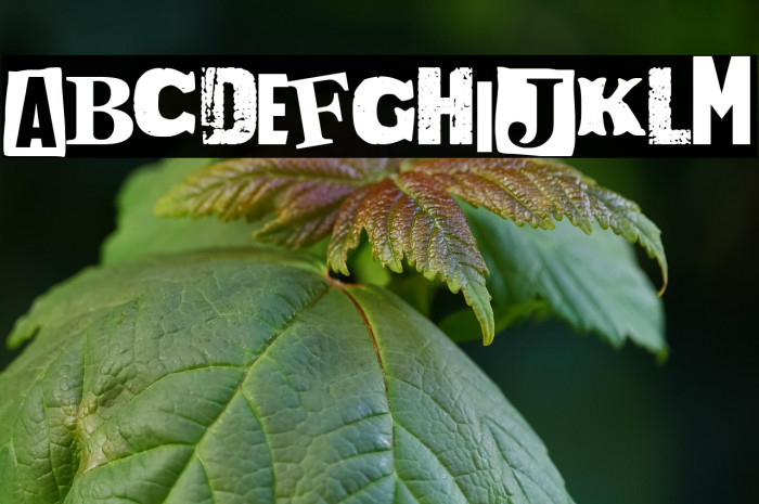 Drunk & Proud Example 3