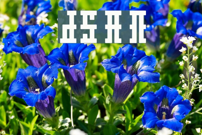 DS Ayaks Normal Example 2