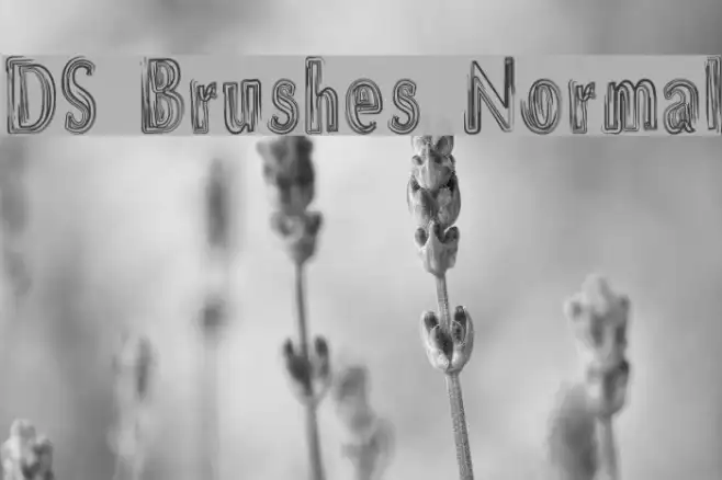 DS Brushes Normal Example 1