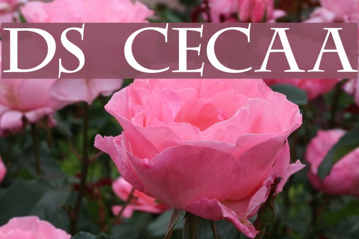 DS CenturyCapitals Font examples