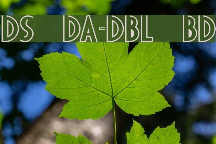 DS Diploma-DBL Bold Font examples