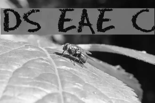 DS Eraser Cyr フォント examples