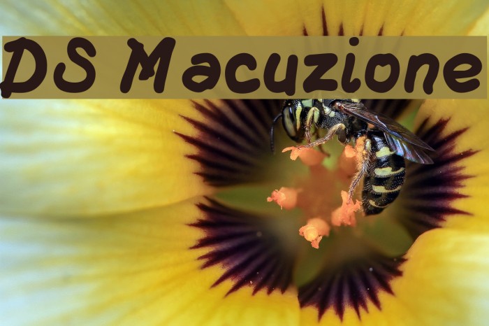 DS Macuzione Font examples