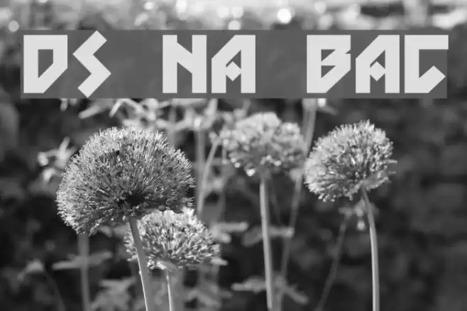 DS Nova Black Шрифта examples