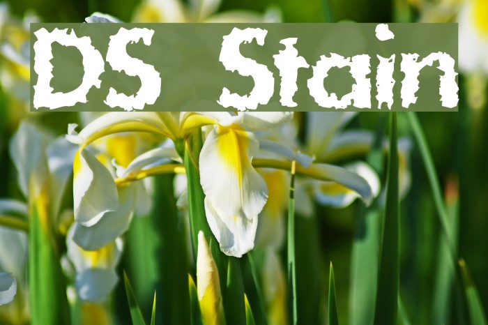 DS Stain Font examples