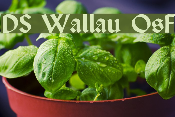 DS Wallau OsF Font examples