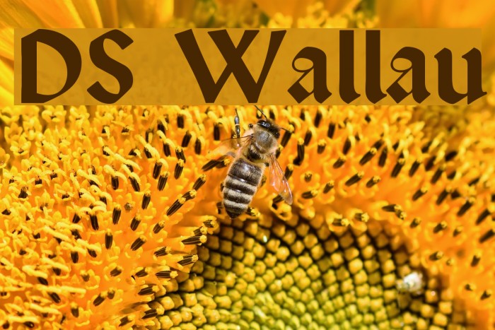 DS Wallau Font examples