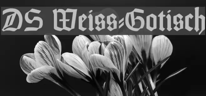 DS Weiss-Gotisch Font examples