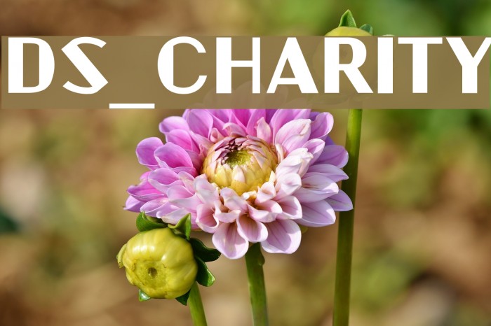 DS_Charity Font examples