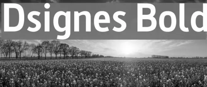 Dsignes Bold Example 2