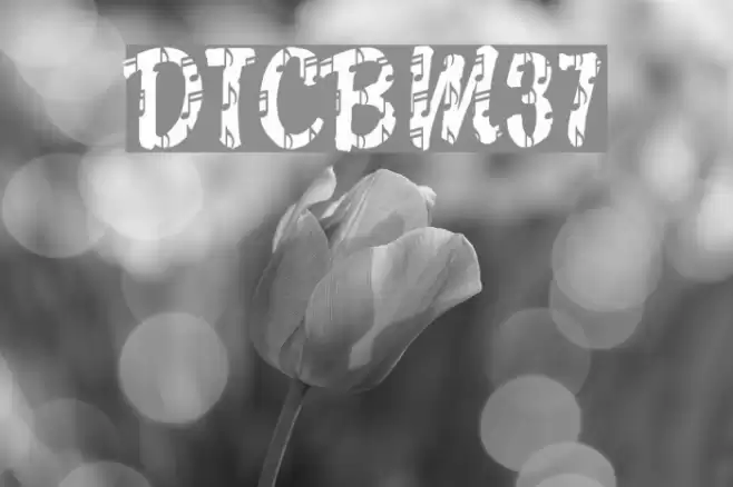 DTCBrodyM37 Font examples