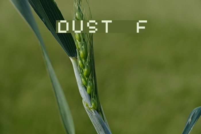 DUST Font examples