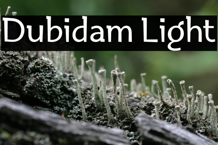 Dubidam Light Example 1