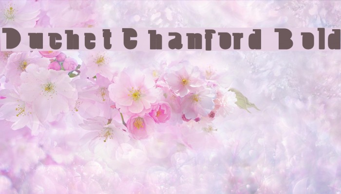 Duchet Chanford Bold Example 2