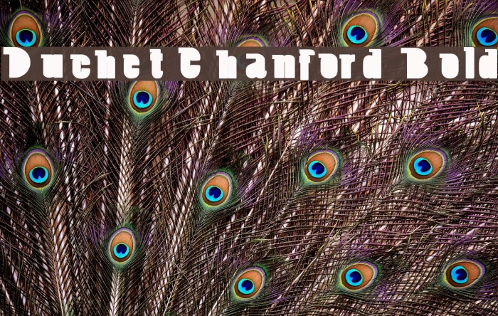 Duchet Chanford Bold Example 3