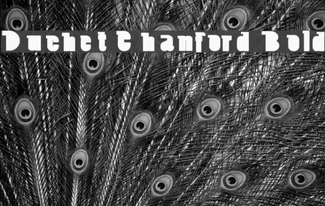 Duchet Chanford Bold Font examples