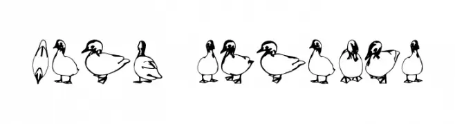 Duck Regular  免费字体下载