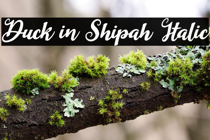 Duck in Shipah Italic Example 1