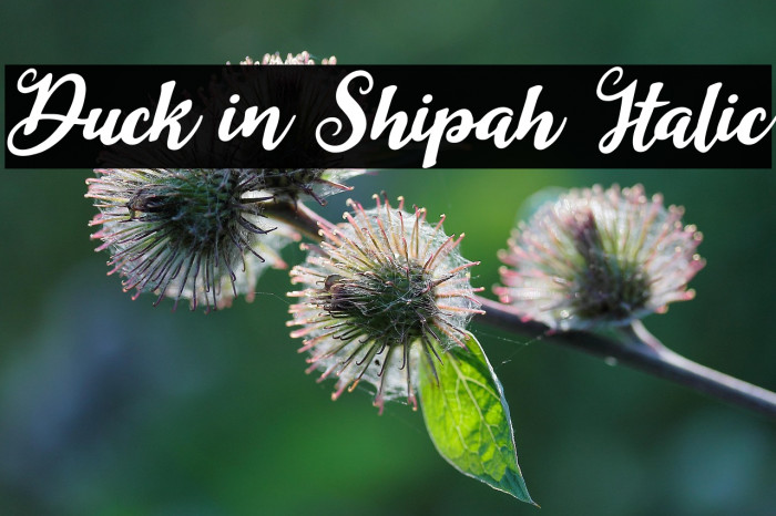 Duck in Shipah Italic Example 3