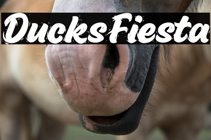 Ducks Fiesta Example 2