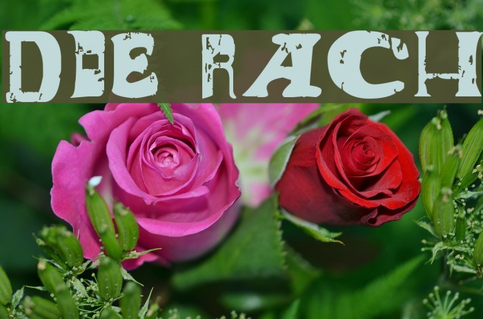 Dude Ranch Font examples