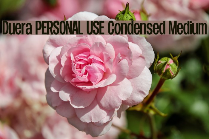 Duera PERSONAL USE Condensed Medium Font examples