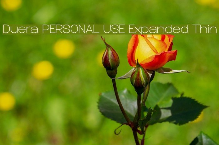 Duera PERSONAL USE Expanded Thin Font examples