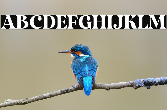 DukeCharmingDEMO Example 1