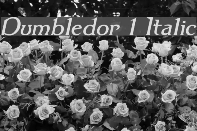 Dumbledor 1 Italic Schriftart examples