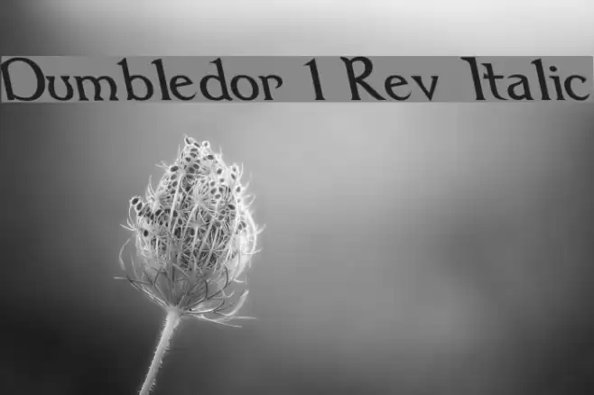 Dumbledor 1 Rev Italic フォント examples