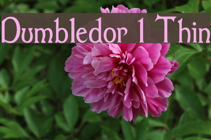Dumbledor 1 Thin Font examples
