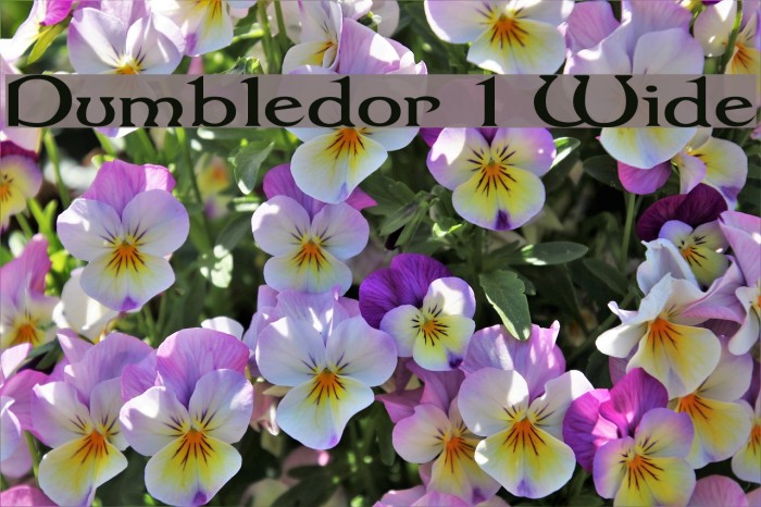 Dumbledor 1 Wide Fuentes examples