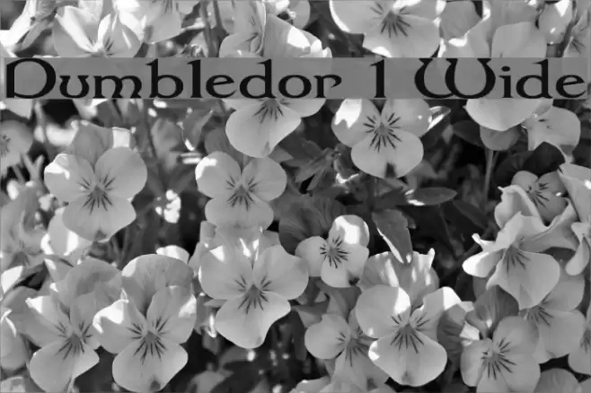 Dumbledor 1 Wide Fuentes examples