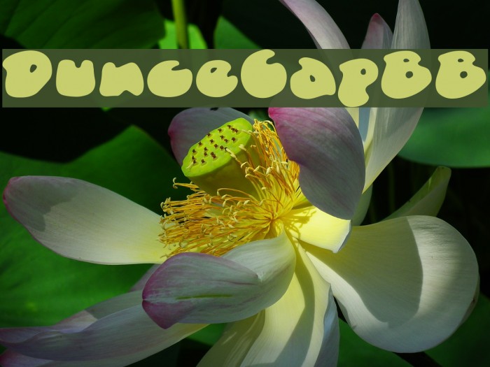 DunceCapBB Font examples