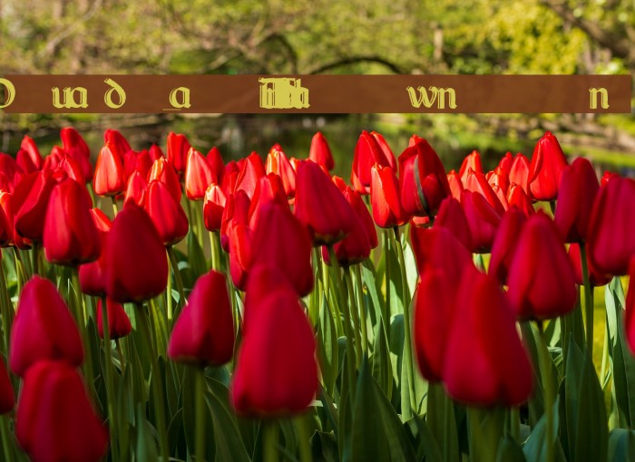 Dundalk_HandDrawn Font examples