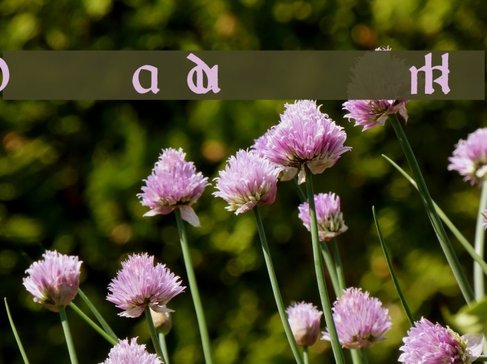 Dundalk Font examples