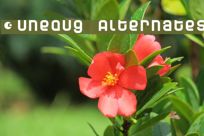 Dunebug Alternates Font examples